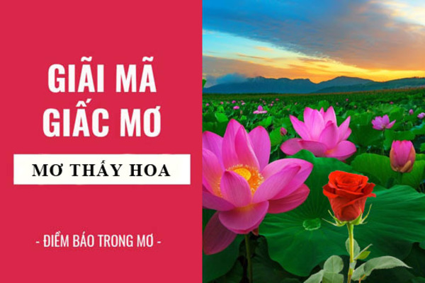 mơ thấy hoa sen