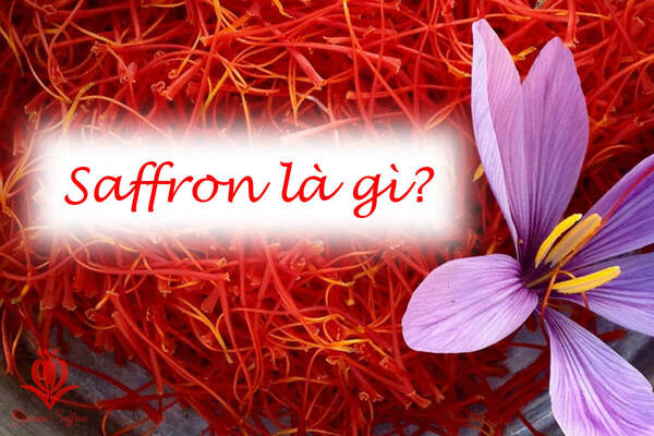 Saffron là gì