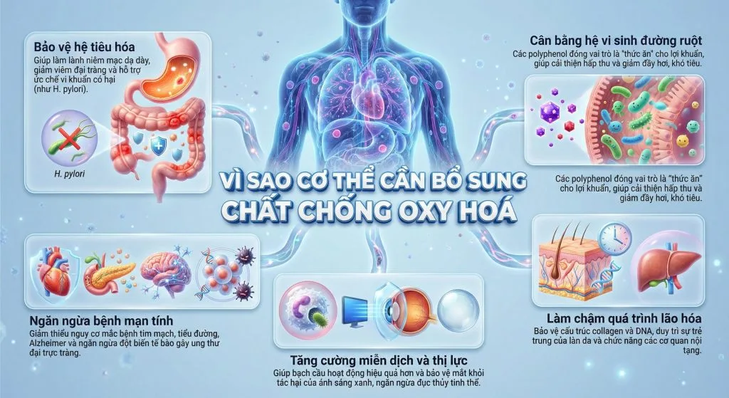 tim-hieu-chat-chong-oxy-hoa-la-gi-a43